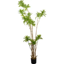 Deco Arbore Dracaena Reflexa