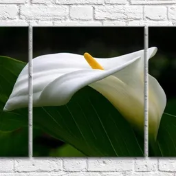 Gallerix White calla flower and green leaf