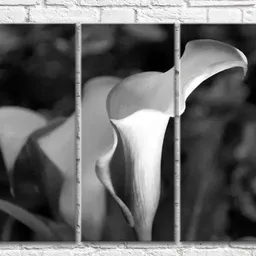 Pictură ArtPoster Black and White Triptych Calla flowers (500835)