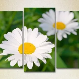 Pictură Gallerix Triptych Chamomile 01 (2699538)