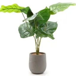 Planta artificiala Ficus in ghiveci Vicko 52 cm,(1466-00022)