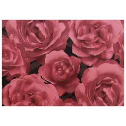 Grandeco Photographic Rose