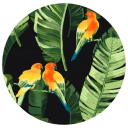 Pictură pe numere BrushMe Papagali tropicali RC00018FC 30 x 30 cm / Verticală
