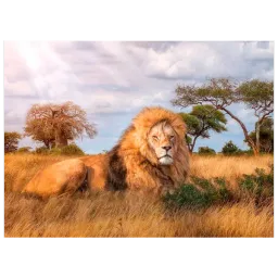 Lion King