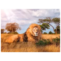 Puzzle Clementoni Lion King (39479) Numărul de piese: 1000, Vârsta recomandată: 9+