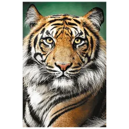 Puzzle Trefl Tiger (5900511262049)