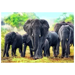 Puzzle Trefl African elephants (10442)